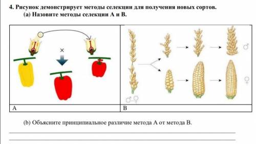 Рисунок демонстрирует методы селекции для получения новых сортов. (a) Назовите методы селекции А и В