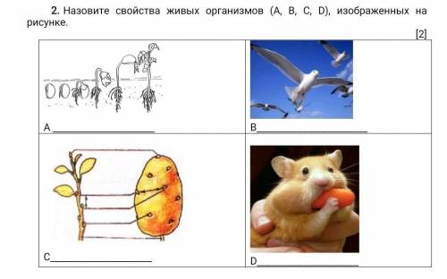 Назовите свойства живых организмов (А, В, С, D), изображенных на рисунке ​