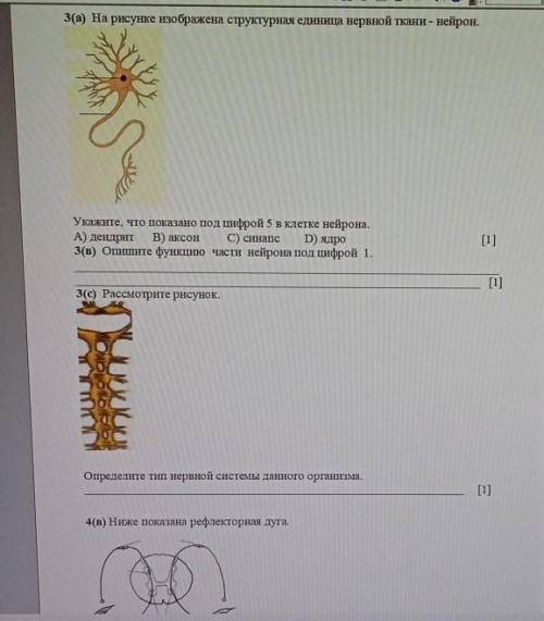 3(а) на рисунке изображена структурная единица нервной ткани - нейрон. Укажите, что показано под циф