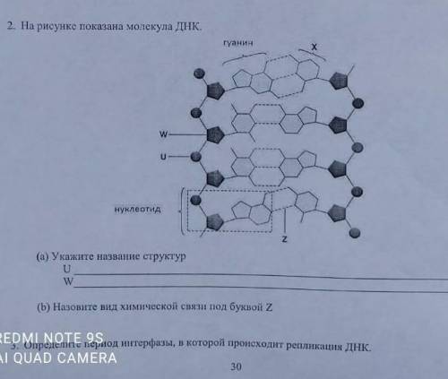 На рисунке показаны молекулы ДНК ​