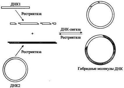 Рекомбинантная ДНК – это искусственно созданная цепь ДНК, полученная в результате сочетания двух или