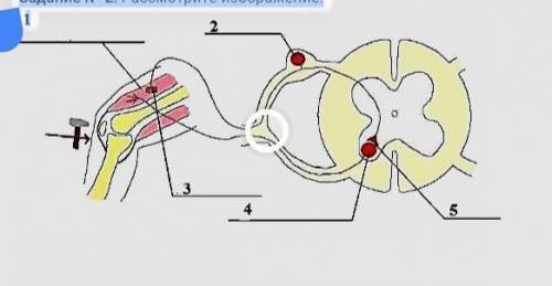 Задание N 2. Рассмотрите изображение. 1 31Рефлекторная дугаA) Назовите нейрон, расположенный под циф
