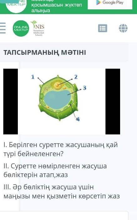 1. Какой тип ячейки изображен на этой картинке? II. Обратите внимание на пронумерованные части ячеек