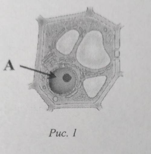 Рассмотрите рисунок растительной клетки.Какая структура клетки обозначена на рисунке. ответ:Каково з