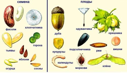 Задание №1. Рассмотрите плоды и семена разных растений. Определите распространения семян этих растен