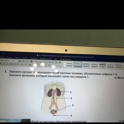 СОЧ за 3 че верть 8 класс Назовите органы мот Выделит сльной системы человека, обозначенные цифрами