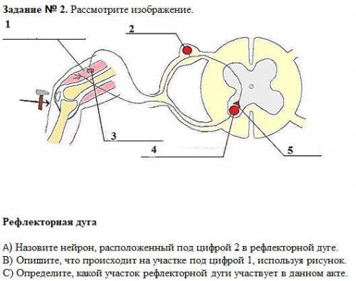 Рассмотрите изображение Рефлекторная дуга А) Назовите нейрон, расположенный под цифрой 2 в рефлектор