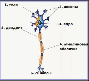 Укажите, под какими цифрами допущены ошибки в обозначении структур нейрона