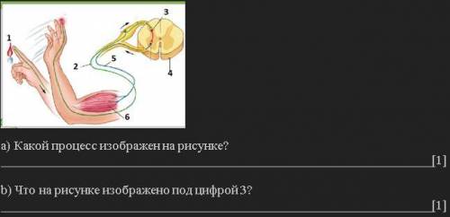 Изучите на рисунок. а) Какой процесс изображен на рисунке? b) Что на рисунке изображено под цифрой