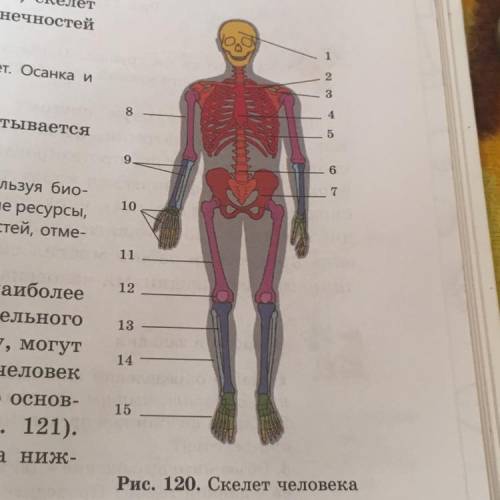 Изучите скелет человека .Используя биологические справочники и другие ресурсы , попытайтесь найти на
