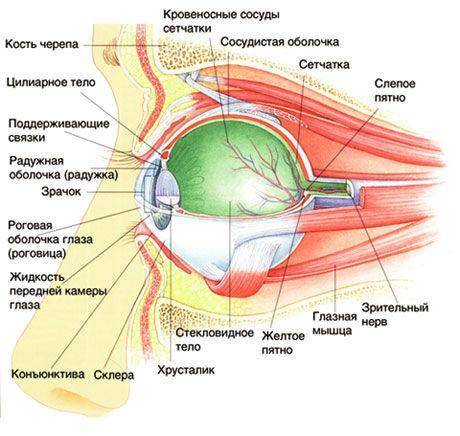 Строение глаза ! начисляю много .​