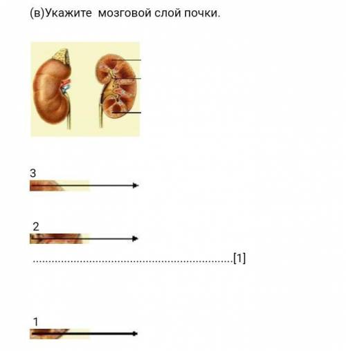 (в)Укажите  мозговой слой почки.  ​