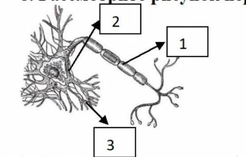 8. Рассмотрите рисунок нервной клетки и укажите, что обозначено под цифрами 1-3. [3]​