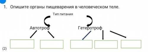 Опишите органы пищеварения в человеческом теле.​