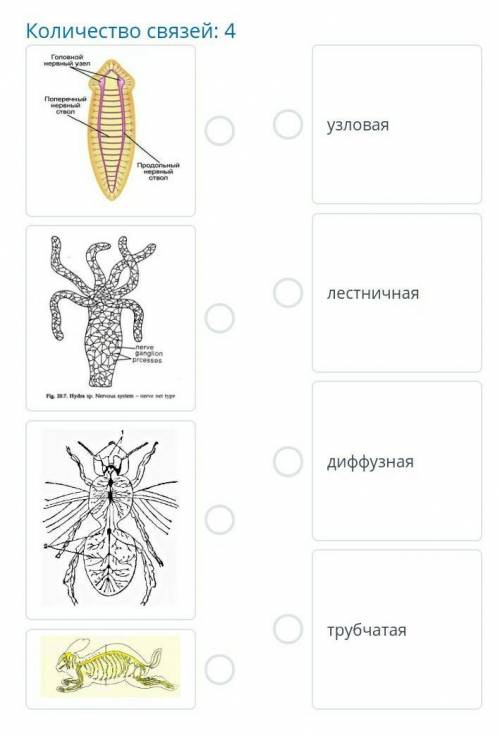 Установите соответствие между организмами и их типами нервной системы Количество связей: 4￼￼￼￼узлова