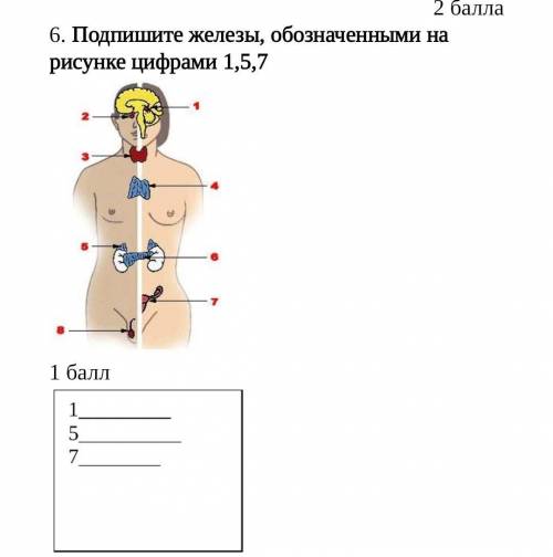 Подпишите железы, обозначенными на рисунке цифрами 1,5,7 ​