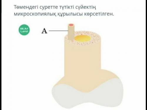 На рисунке ниже показана микроскопическая структура трубчатой ​​кости. а) По рисунку определите конс