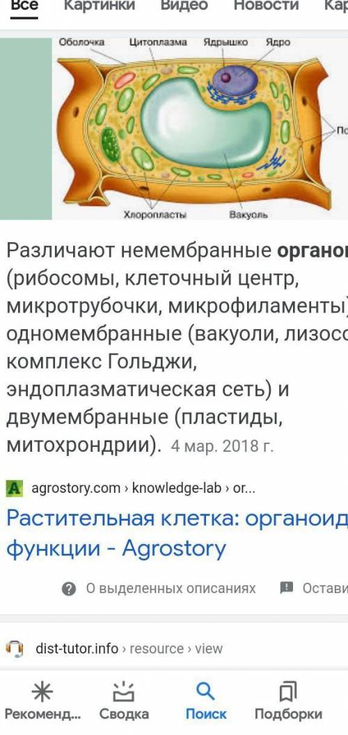 Органоиды растительных клеток