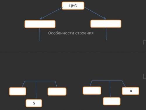 Центральная нервная система делится на два отдела. Используя информацию под схемой, расставьте цифры