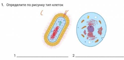 Определите по рисунку тип клеток