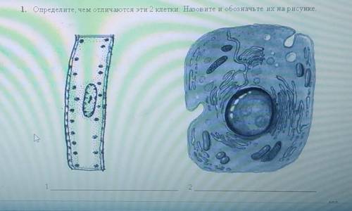 1. Определите, чем отличаются эти 2 клетки. Назовите и обозначьте их на рисунке,​