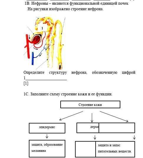 На рисунке изображено строение нефрона. Определите структуру нефрона ,обозначенную цифрой 1​