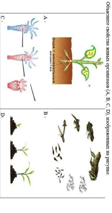 2. Объясните свойства живых организмов (А, В, С, D), изображенных на рисунке. А - В -С - D-​