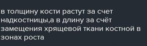 Назовите структуру костей который обеспечивает их рост в толщину ) ​