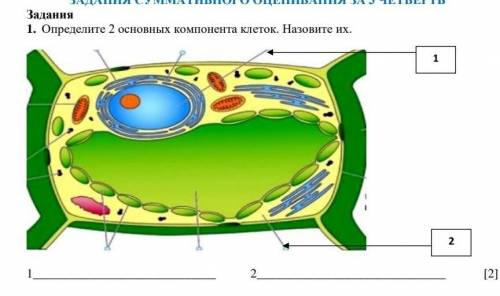 Определите 2 основных компонента клеток. Назовите их. 1 2​