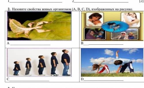 Назовите свойства живых организмов (А, В, С, D), изображенных на рисунке. А ВС D [​