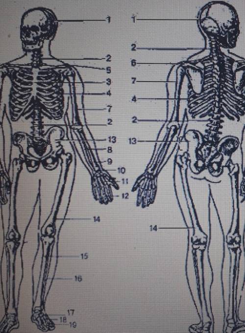 Назовите части скелета отмеченные на рисунке цифрами 1,2,3 и в таблице опишите их функции ​