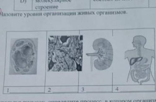 Назовите уровни организации живых организмов​