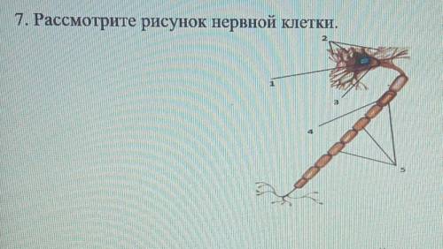 A) укажите структурные компоненты нервной клетки под цифрами 2 и 5 b) дайте им характеристику​