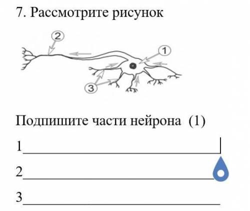 . Рассмотрите рисунок Подпишите части нейрона (1)123​