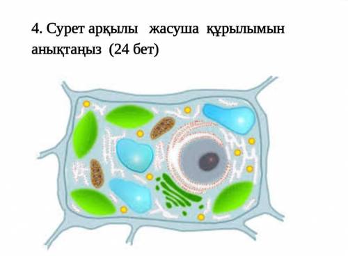 Сурет арқылы жасуша құрылымын анықтаңыз паже​