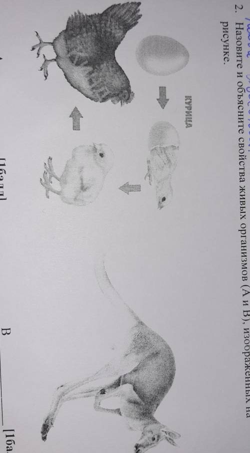 2. Назовите и объясните свойства живых организмов (А и В), изображенных на рисунке.КУРИЦАBA​
