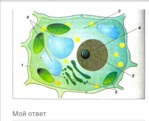 Напишите Название органоидов под номером один и что они выполняют​