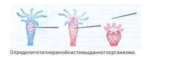 Рассмотрите рисунок.Определите тип нервной системы данного организма.​