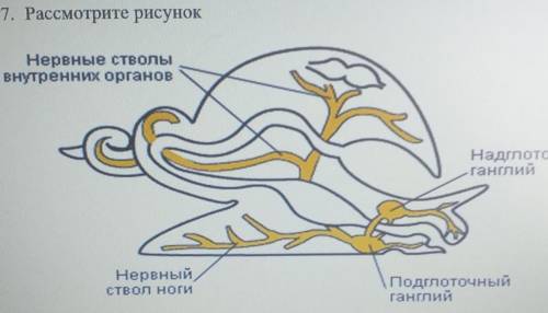 7. Рассмотрите рисунокОпределите тип нервной системы данного организма. [1]​