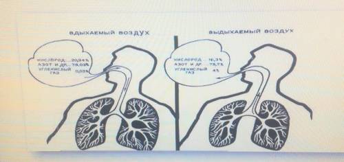 Сделайте выводы на основе анализа содержания газов во вдыхаемом и выдыхаемом воздухе:вдых АЕмый возд