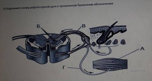 Подпишите схему рефлекторной дуги в правильном буквенном обозначении​