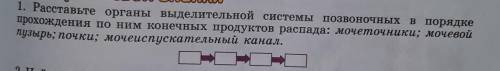 Расставьте органы выделительной системы позвоночных в порядке прохождения по ним конечных продуктов