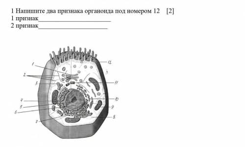 1 Напишите два признака органоида под номером 12 [2] 1 признак2 признак​