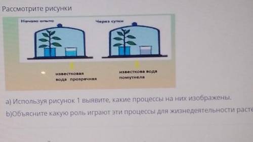 Рассмотрите рисунки Известковаяизвесткова Водапомутнелавода прозрачнаяа) Используя рисунок 1 выявите