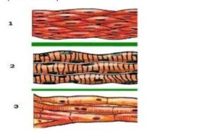 ЗАДАНИЯ Существуют три различных типа мышечной ткани: сердечно-полосатая, гладкая и поперечно-полоса