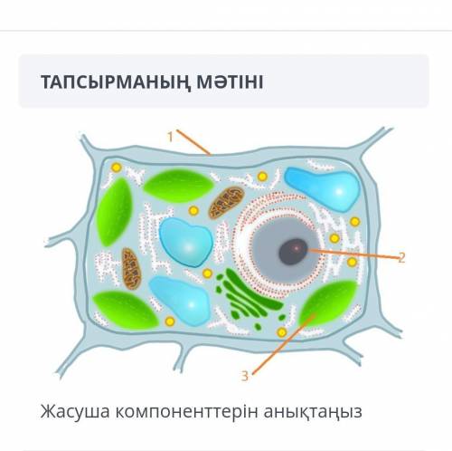 Жасуша компоненттерин аныктаныз​