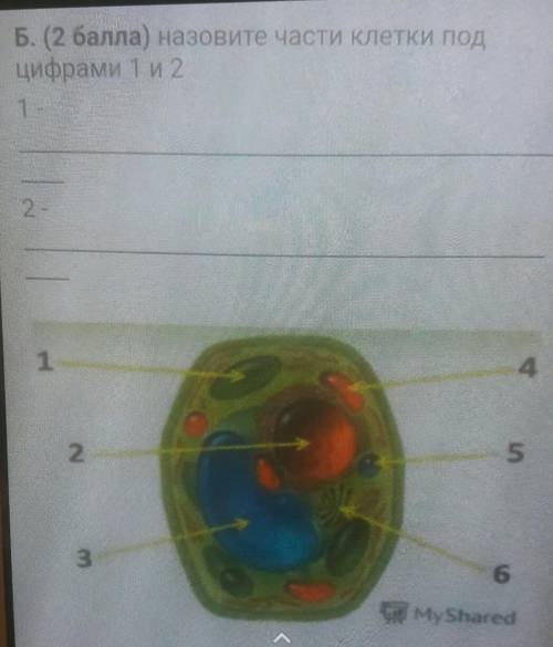 Назовите части клетки подцифрами 1 и 2​