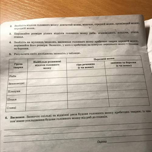 2. 1 3 Група тварин Найбільш розвинені відділи головного мозку Передній мозок сіра речовина звивини