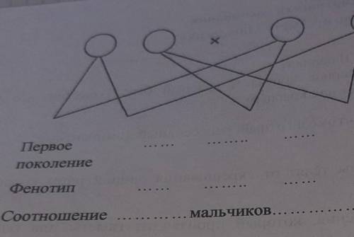 3. Заполните схему наследования мужского и женского пола женскиймужскойФенотипродителейГенотипродите