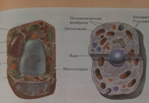 1. Определите 2 основных компонента клеток. Стр 111 2б 1.2.​